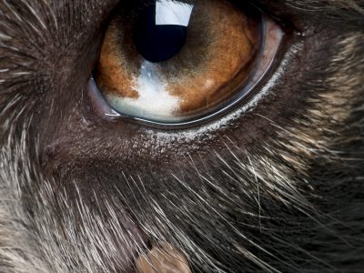 Close-up of Tick attached next to an Australian Shepherd's eye