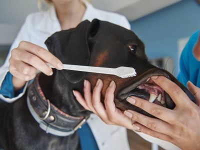 Tooth brushing at the vet